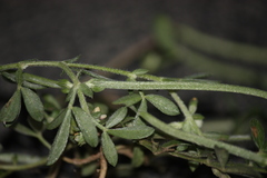 Rothia indica